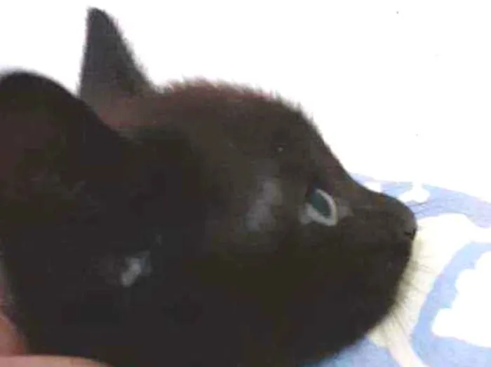 Gato ra a SRD idade Abaixo de 2 meses nome SULTÃO