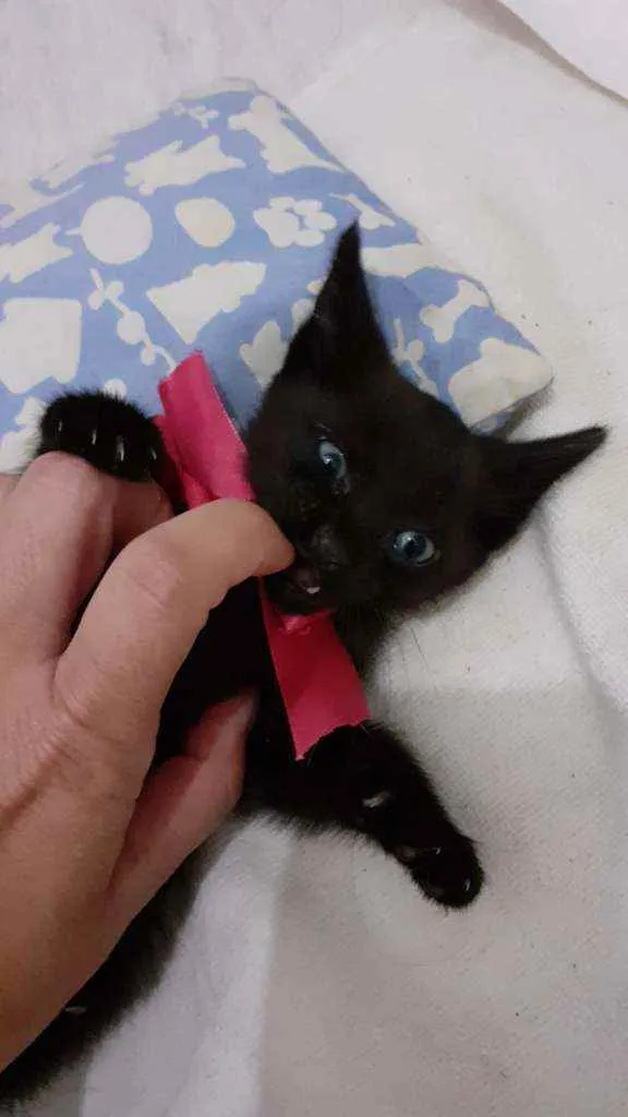 Gato ra a SRD idade Abaixo de 2 meses nome PANTERA