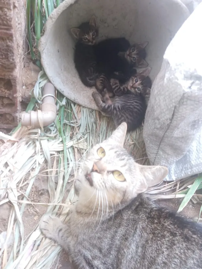 Gato ra a misturado idade Abaixo de 2 meses nome nao tem nome