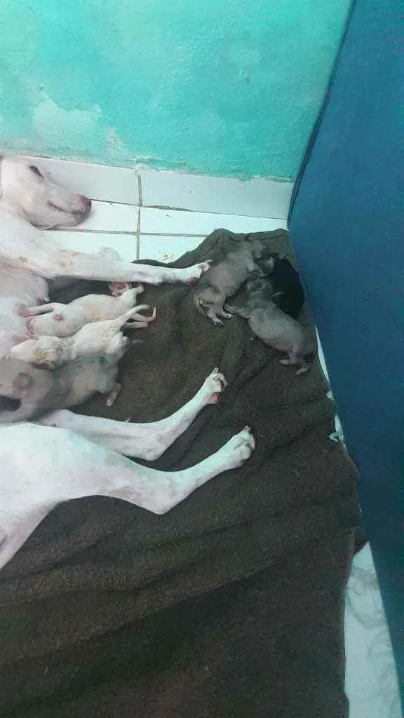 Cachorro ra a Mestiça  idade Abaixo de 2 meses nome Sao filhote 