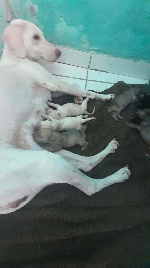 Cachorro ra a Mestiça  idade Abaixo de 2 meses nome Sao filhote 