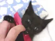 PANTERA