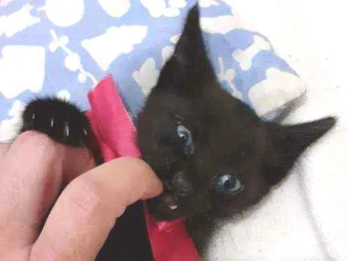 Gato ra a SRD idade Abaixo de 2 meses nome PANTERA