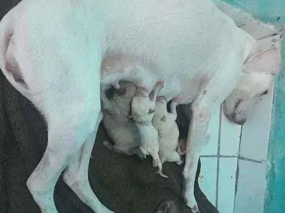 Cachorro ra a Mestiça  idade Abaixo de 2 meses nome Sao filhote 