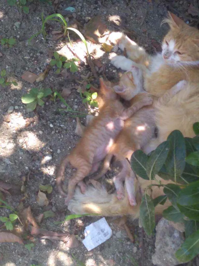 Gato ra a Vira lata  idade 2 a 6 meses nome Mel e camelo 