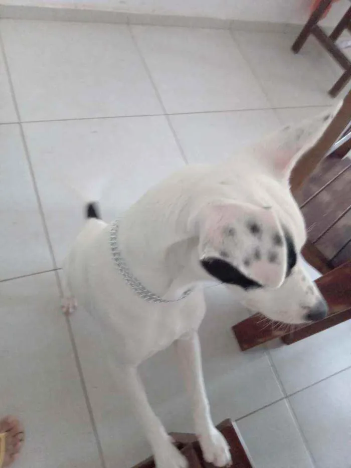 Cachorro ra a Misto dog alemão com dálmata idade 2 a 6 meses nome Snoopy