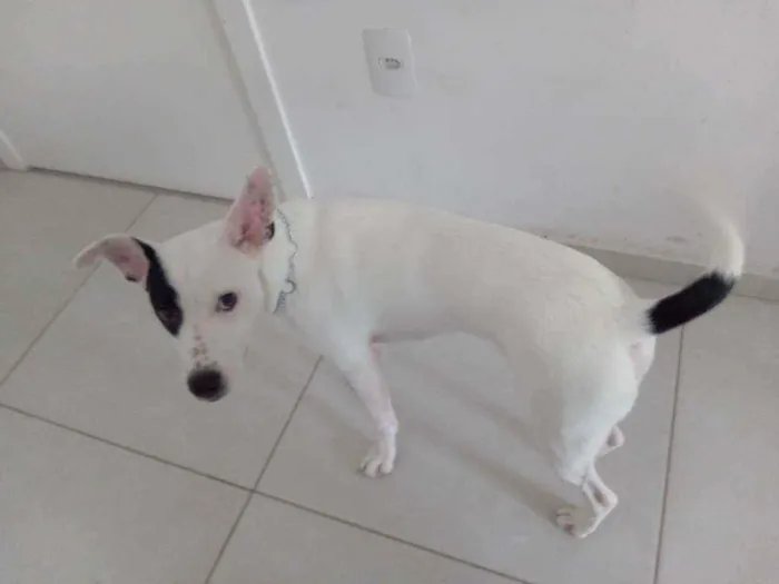 Cachorro ra a Misto dog alemão com dálmata idade 2 a 6 meses nome Snoopy