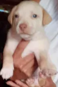 Cachorro raça SRD idade Abaixo de 2 meses nome Filhotes