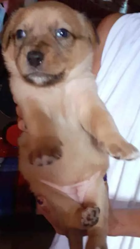 Cachorro raça SRD idade Abaixo de 2 meses nome Filhotes