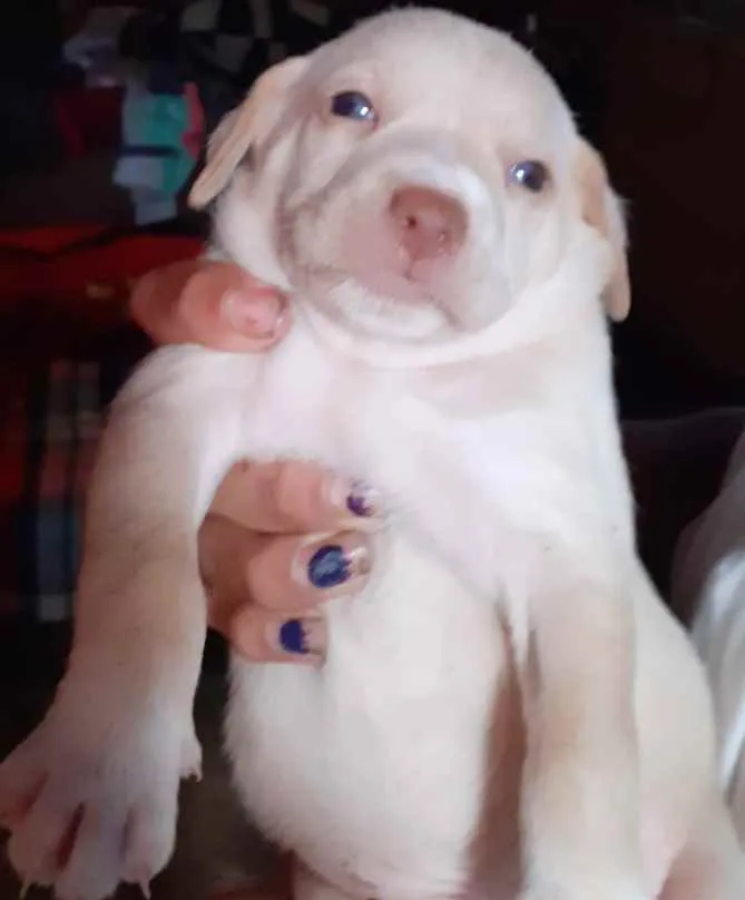 Cachorro raça SRD idade Abaixo de 2 meses nome Filhotes