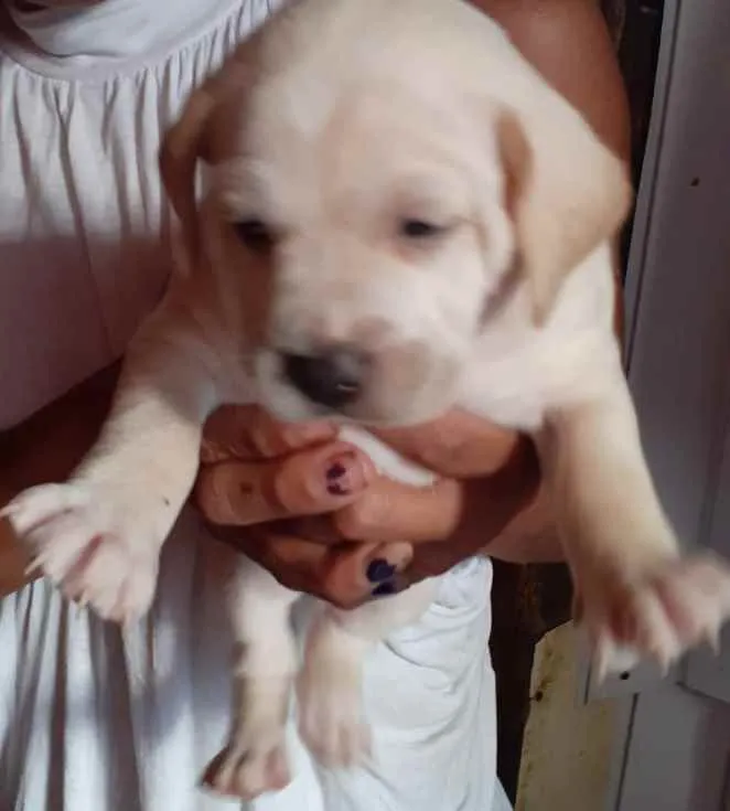 Cachorro raça SRD idade Abaixo de 2 meses nome Filhotes