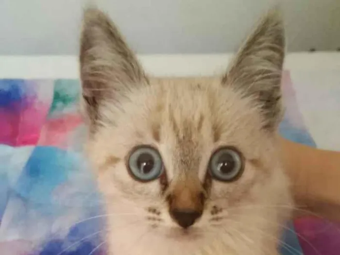 Gato ra a Sem raça idade Abaixo de 2 meses nome Sem nome