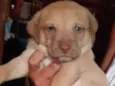 Cachorro raça SRD idade Abaixo de 2 meses nome Filhotes