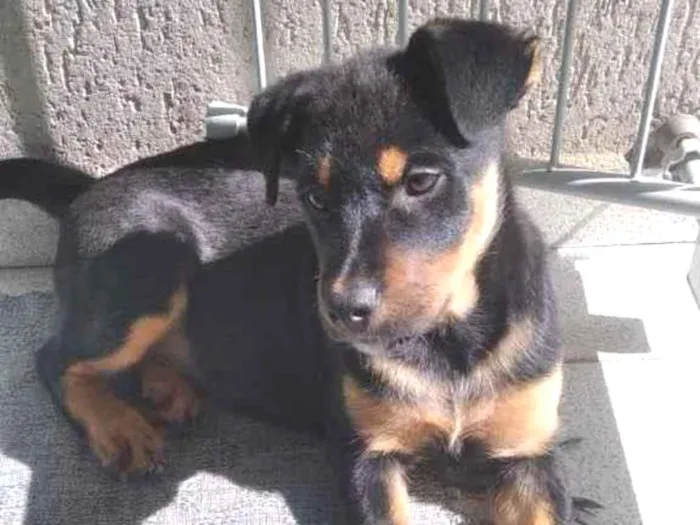 Cachorro raça SRD  idade 2 a 6 meses nome Sem Nome