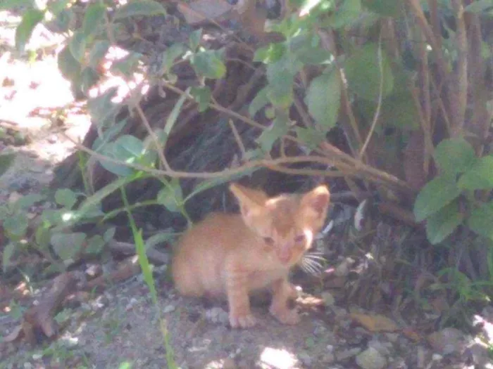 Gato ra a Vira lata  idade 2 a 6 meses nome Mel e camelo 