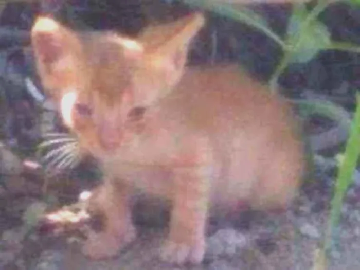 Gato ra a Vira lata  idade 2 a 6 meses nome Caramelo