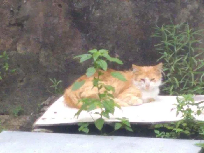 Gato ra a Vira lata  idade 2 anos nome Sem nome 