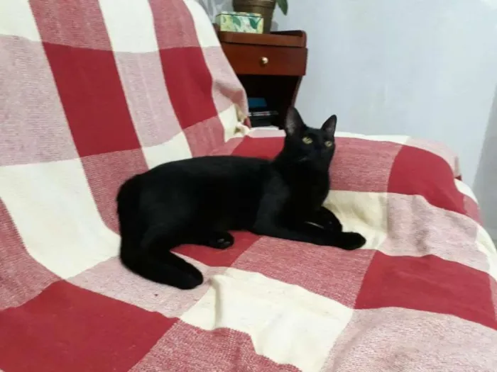 Gato ra a SRD-ViraLata idade 4 anos nome Lilo