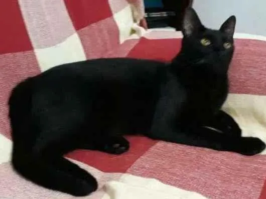 Gato ra a SRD-ViraLata idade 4 anos nome Lilo