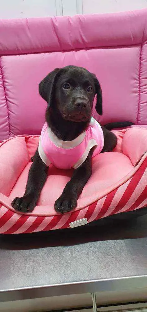 Cachorro ra a Labrador idade 2 a 6 meses nome Angie