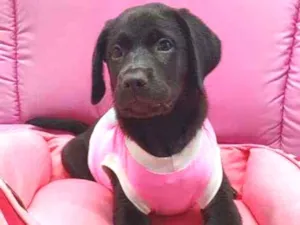 Cachorro raça Labrador idade 2 a 6 meses nome Angie