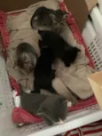 Gatinhos