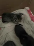 Gatinhos