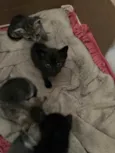 Gatinhos