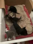 Gatinhos