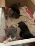 Gatinhos
