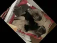 Gatinhos