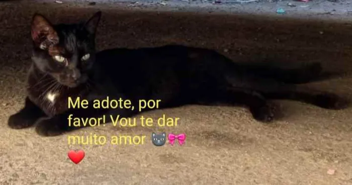 Gato ra a Amor idade 2 anos nome Pretinha