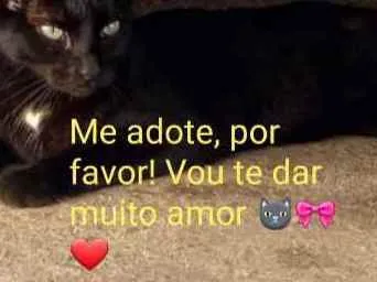 Gato ra a Amor idade 2 anos nome Pretinha