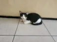 Filhotinhos