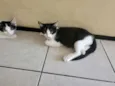 Filhotinhos
