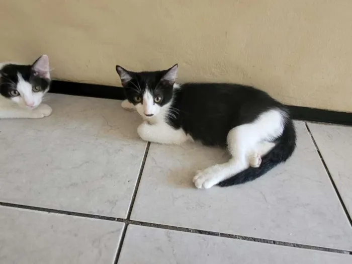 Gato ra a Sem raça  idade 2 a 6 meses nome Filhotinhos