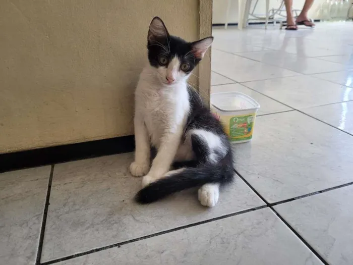 Gato ra a Sem raça  idade 2 a 6 meses nome Filhotinhos