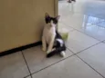 Filhotinhos