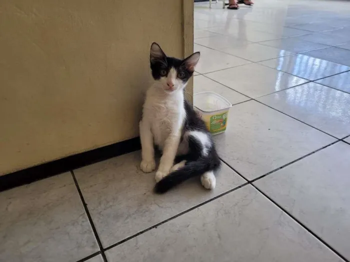 Gato ra a Sem raça  idade 2 a 6 meses nome Filhotinhos