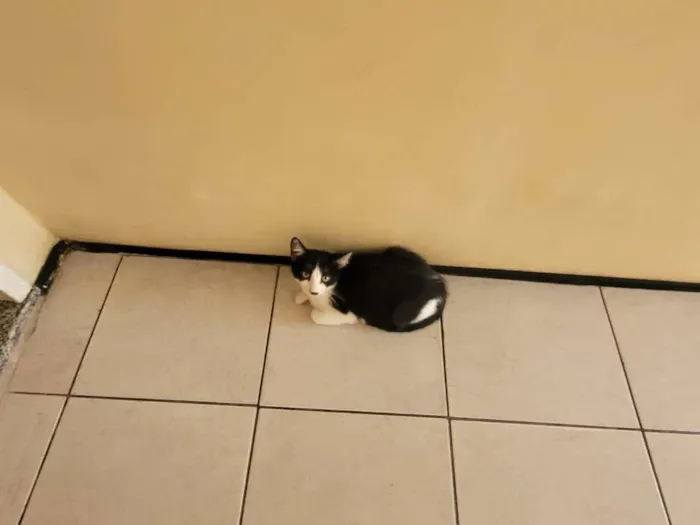 Gato ra a Sem raça  idade 2 a 6 meses nome Filhotinhos
