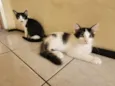 Filhotinhos