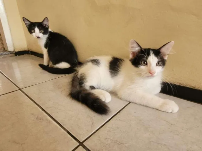 Gato ra a Sem raça  idade 2 a 6 meses nome Filhotinhos