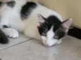 Filhotinhos