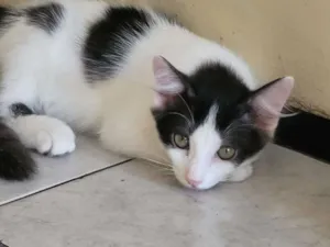 Gato raça Sem raça  idade 2 a 6 meses nome Filhotinhos