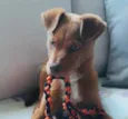 Apollo