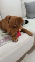 Apollo