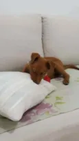 Apollo