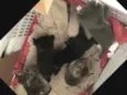 Gatinhos