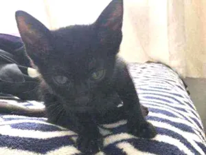 Gato raça Sem Raça definida idade Abaixo de 2 meses nome Sem Nome