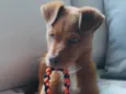 Apollo